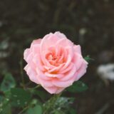 デリケートゾーンのセルフケア方法｜自宅でできる優しい習慣