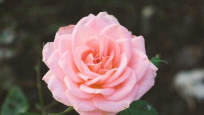 デリケートゾーンのセルフケア方法｜自宅でできる優しい習慣